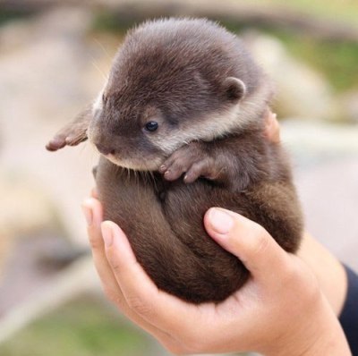 An otter held in human hands